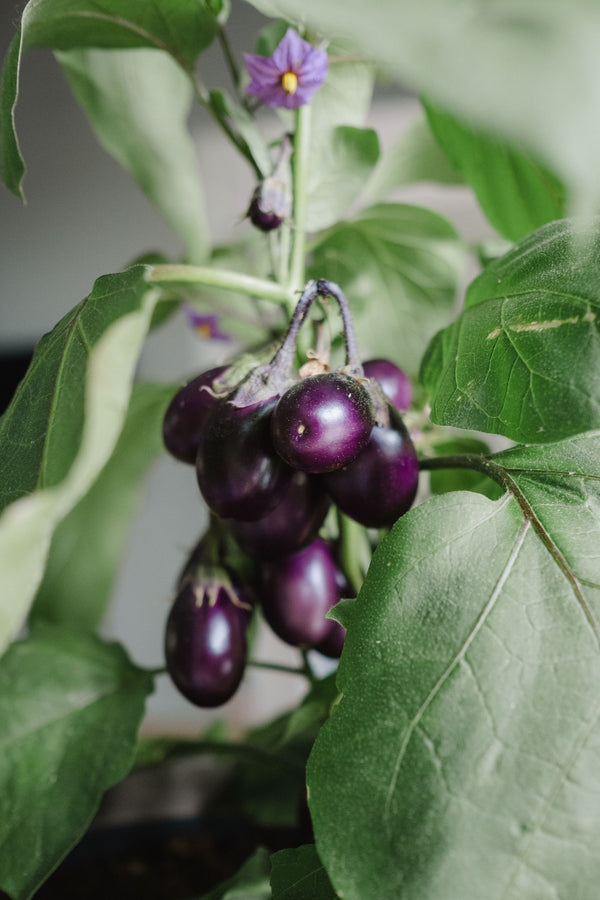 Odla aubergine inomhus - våra bästa tips