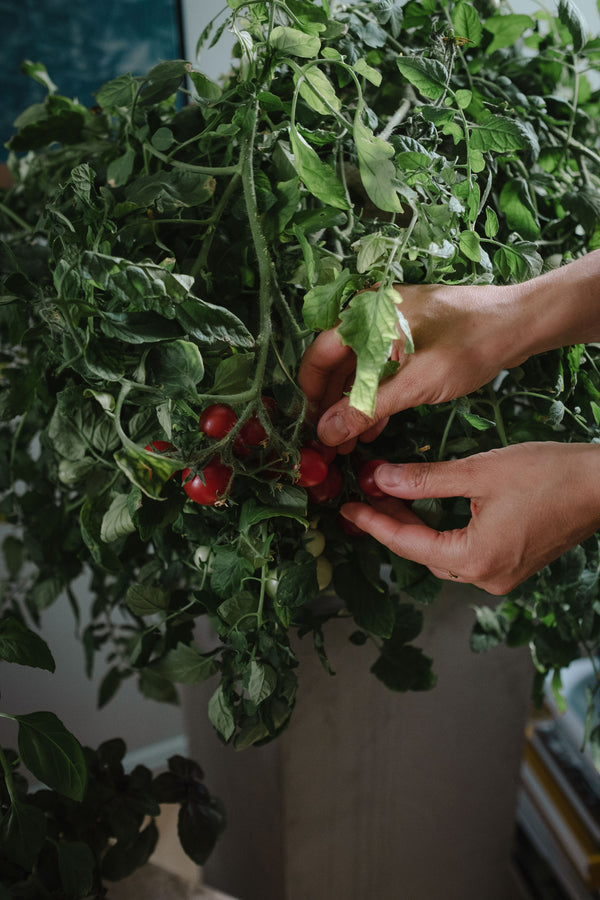 Odla tomater inomhus - våra bästa tips
