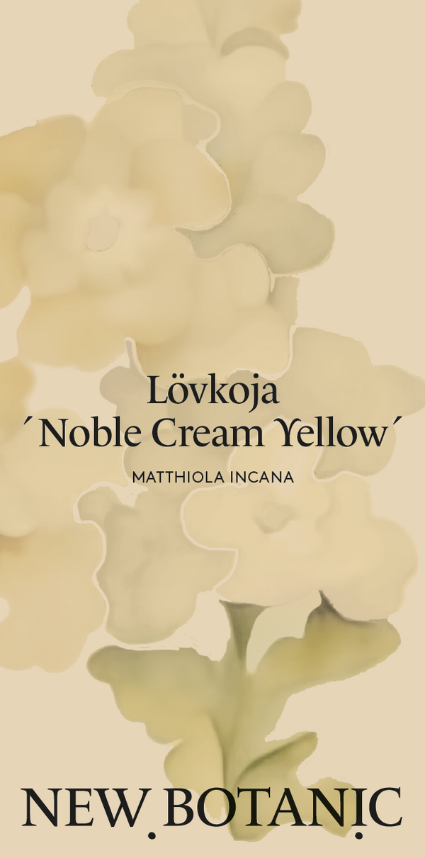 Lövkoja 'Noble Cream Yellow'