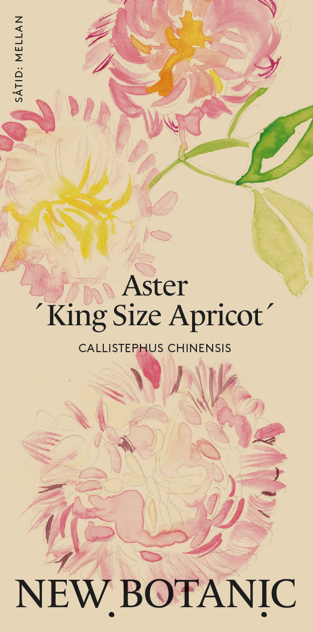 Aster ´King Size Apricot´