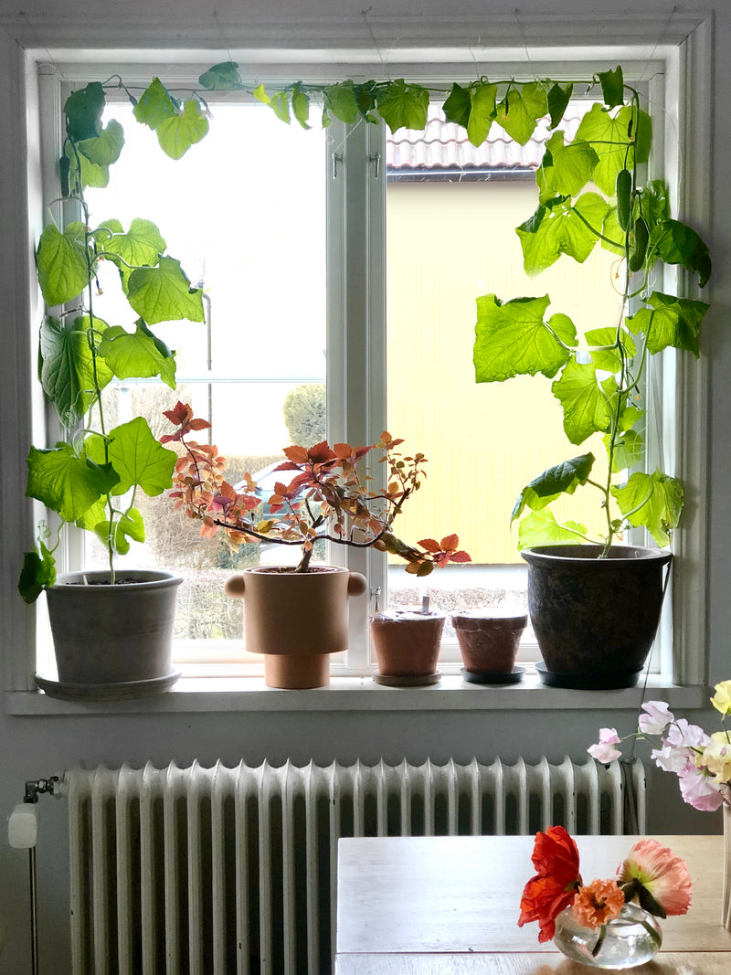 Window Deco Collection - För den som vill odla inomhus eller på balkong