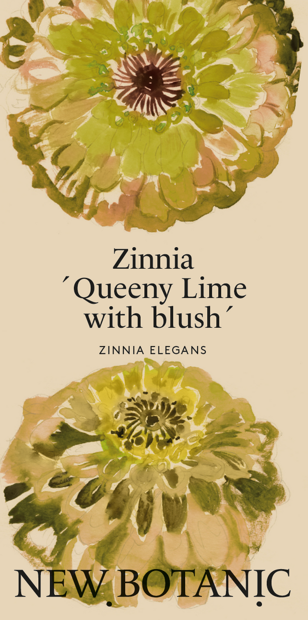 Zinnia ´Queeny Lime with blush´