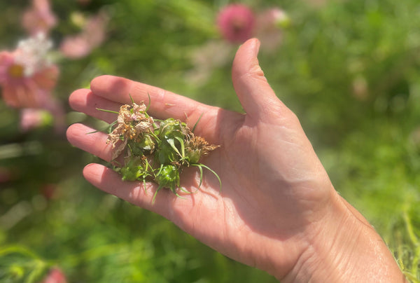 Deadheading - klipp bort vissna blommor