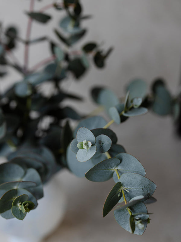 Odla dina egen eucalyptus - så gör du