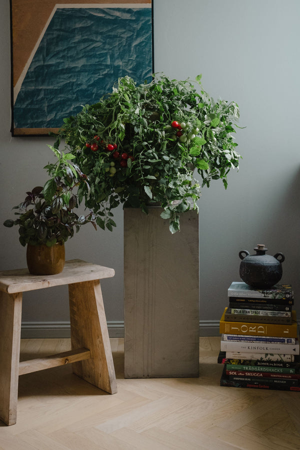 Grönsaker att odla inomhus – våra bästa sorter