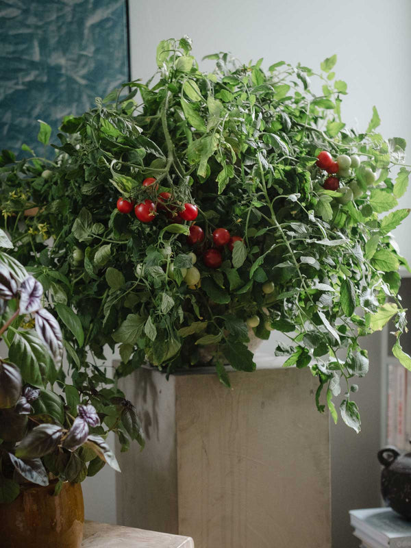 Ge dina inomhusodlingar rätt näring för en rikare skörd