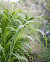 Emmer 'Fontaine' - New!