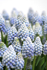 Blush Bordeaux Collection - designad perenn rådjurssäker blomsterlöksrabatt