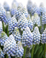 Pärlhyacint 'Ocean Magic'