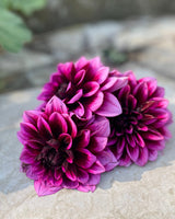 Dahlia ‘Davine Michelle’