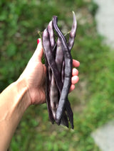 Störpurpurböna 'Blauhilde' Ekologisk - Nyhet!