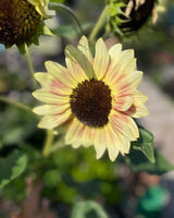Sunflower 'Summer Lovin' - New! 