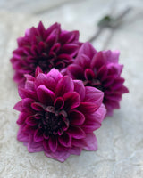 Garden Artist Collection – designad dahliarabatt