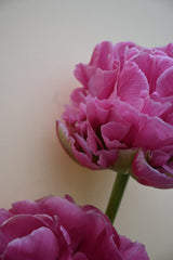 Tulpan 'Strawberry Cream'