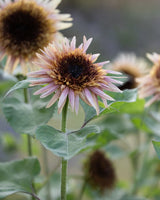 Sunflower 'Astra Rose' - New! 