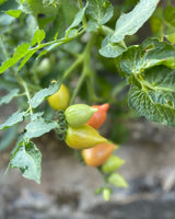 Cherry Tomato 'Plumbrella' Mix - New! 