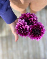 Dahlia ‘Davine Michelle’