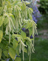 Amaranth 'Viridis'