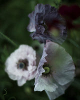 Poppy 'Amazing Grey'