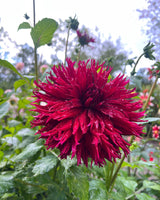 Baroque Flower Collection – designad blomsterrabatt