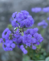 Ageratum 'Blue Horizon' F1 - Nyhet!