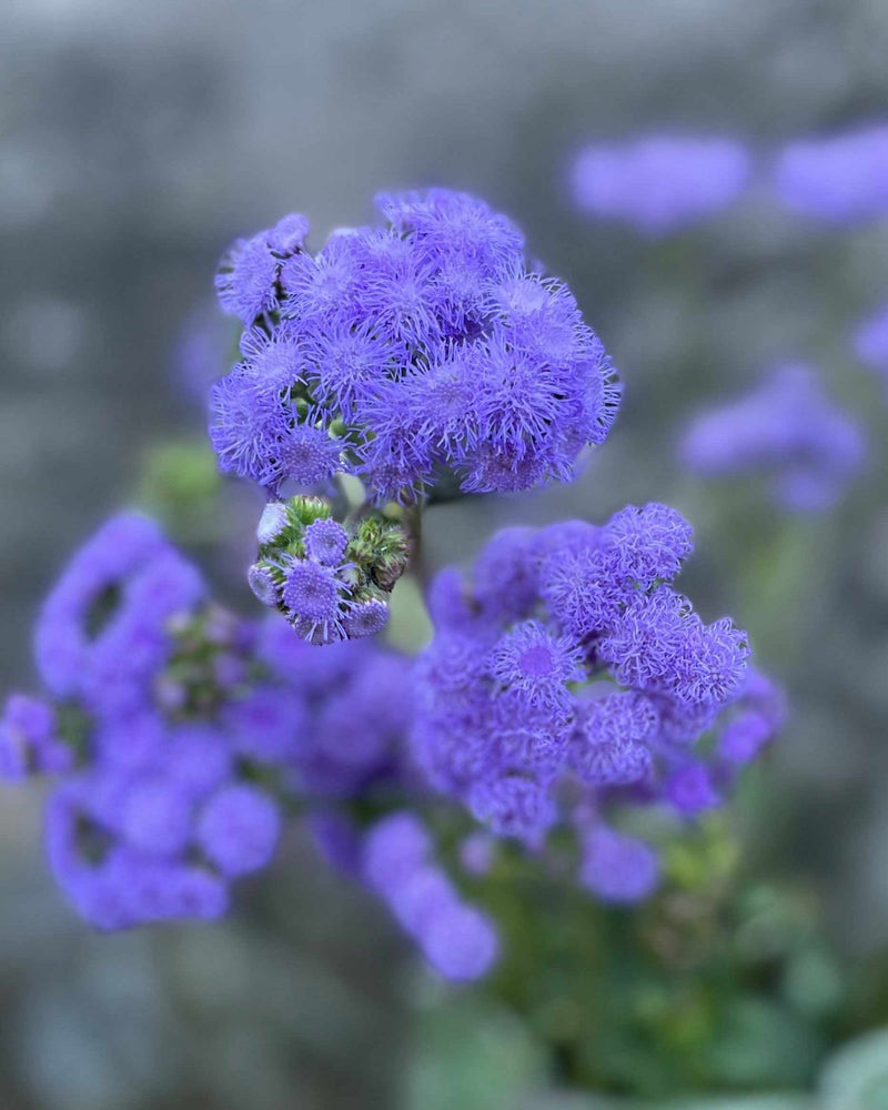 Ageratum 'Blue Horizon' F1 - Nyhet!