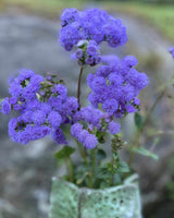Ageratum 'Blue Horizon' F1 - Nyhet!