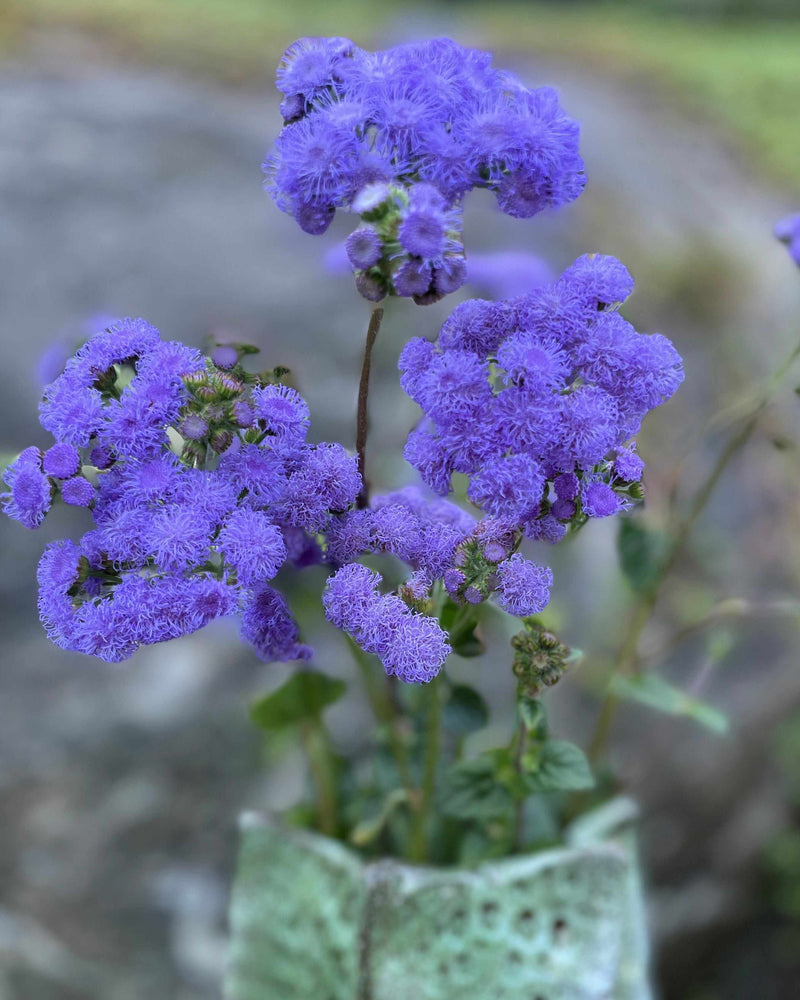 Ageratum 'Blue Horizon' F1 - Nyhet!