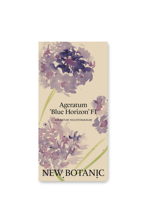 Ageratum 'Blue Horizon' F1 - Nyhet!