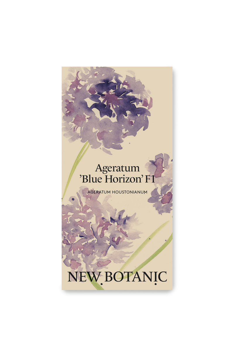 Ageratum 'Blue Horizon' F1 - Nyhet!