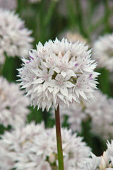 Moon Garden Collection - designad perenn rådjurssäker blomsterlöksrabatt