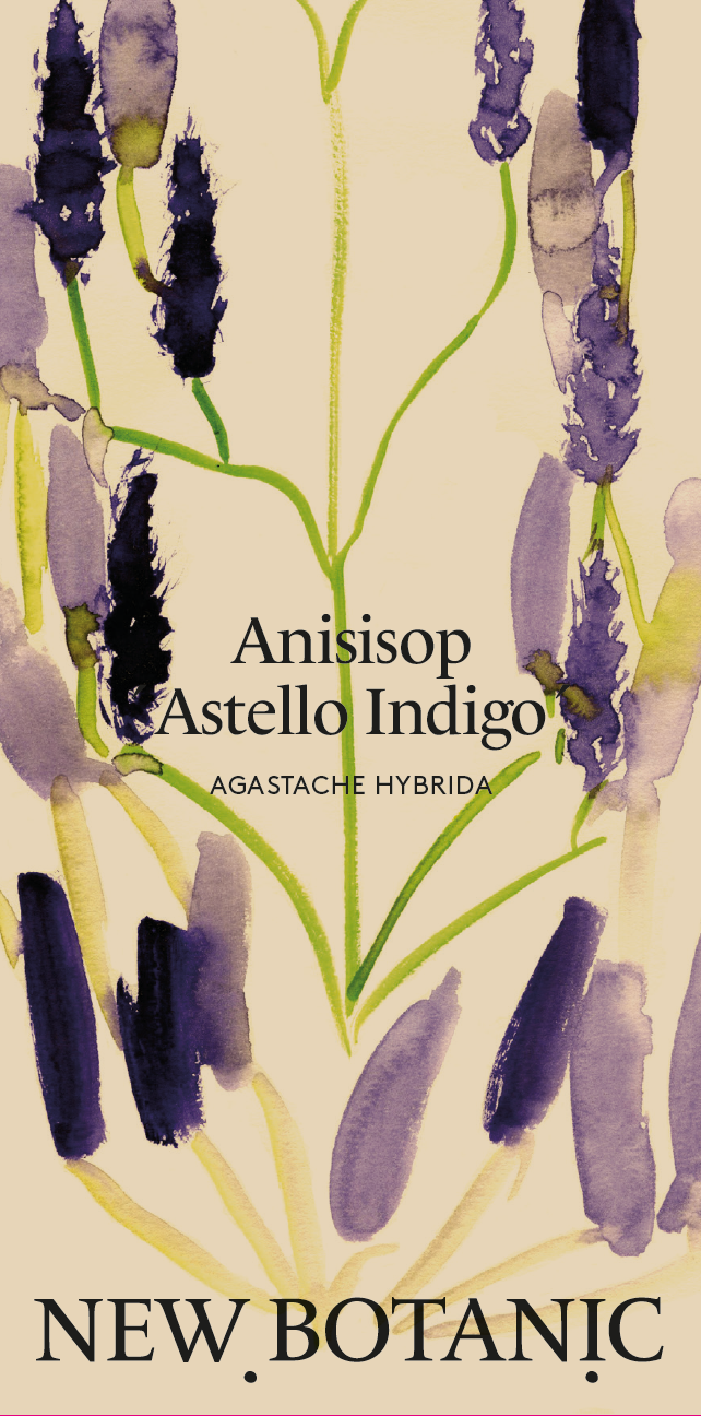 Anisisop 'Astello Indigo’ - Nyhet!