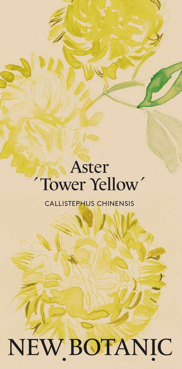 Aster 'Tower Yellow' - Nyhet!