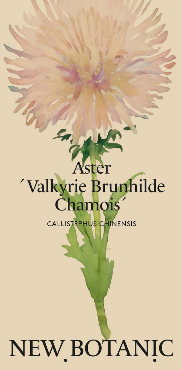 Aster 'Valkyrie Brunhilde' - Nyhet!