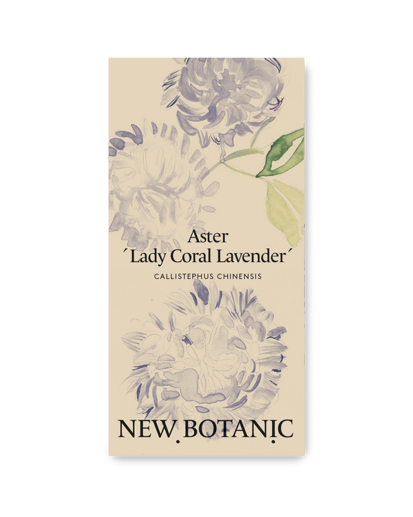 Aster 'Lady Coral Lavender'