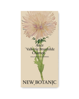 Aster 'Valkyrie Brunhilde'