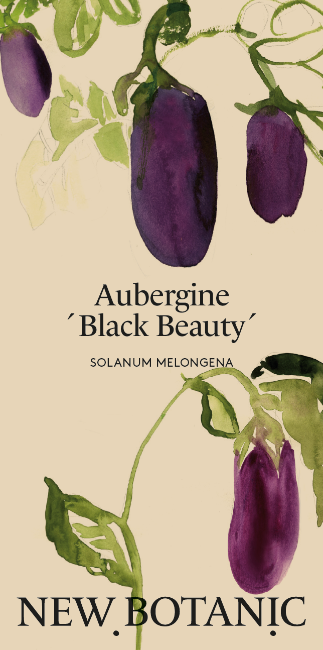 Aubergine 'Black Beauty' - Nyhet!