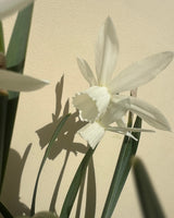 Narciss 'Thalia'