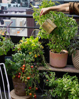 Balcony Beauty Collection - För balkongodlaren