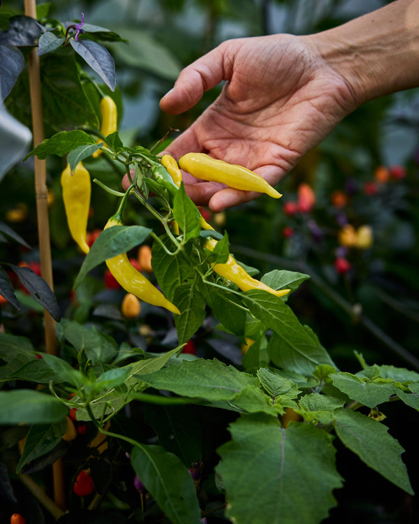 Bärpeppar ´Lemon Drop´ Ekologisk