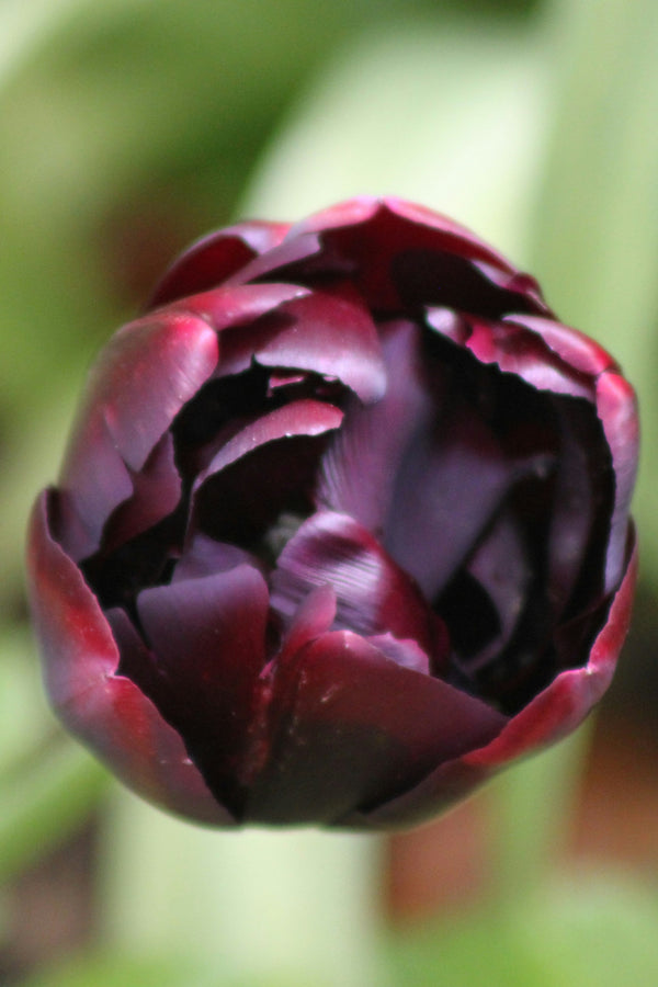 Tulpan 'Black Hero'