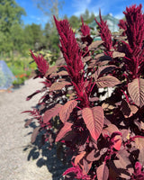 Baroque Flower Collection – designad blomsterrabatt