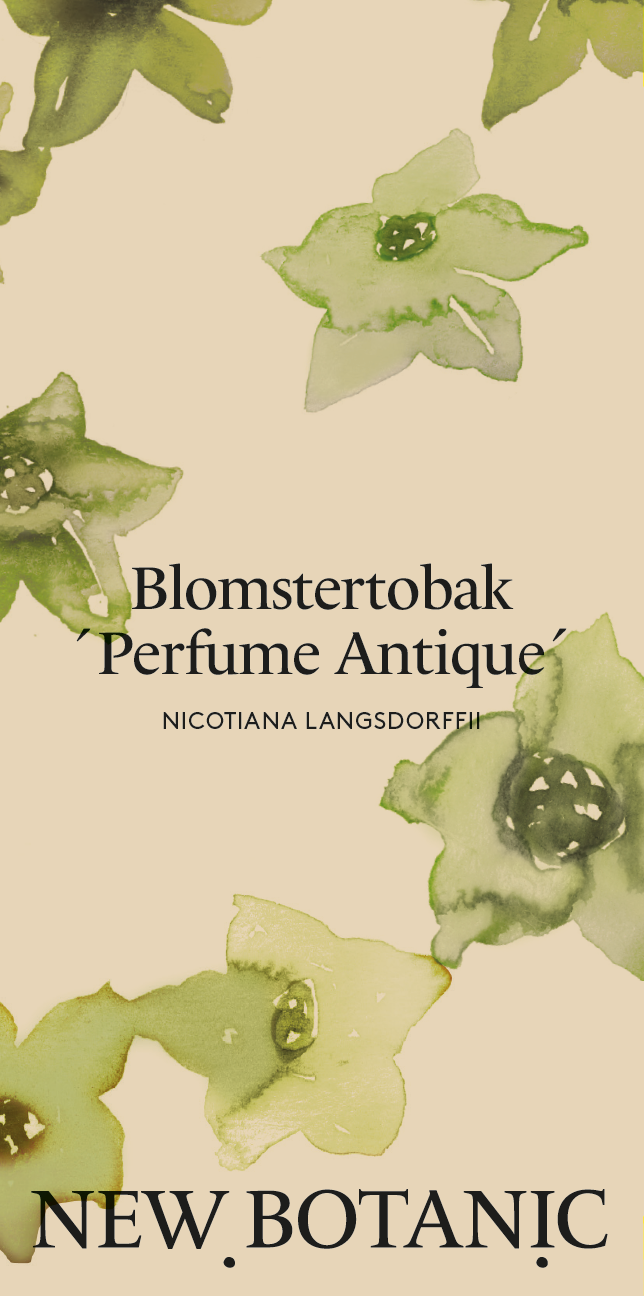 Blomstertobak 'Perfume Antique' - Nyhet!