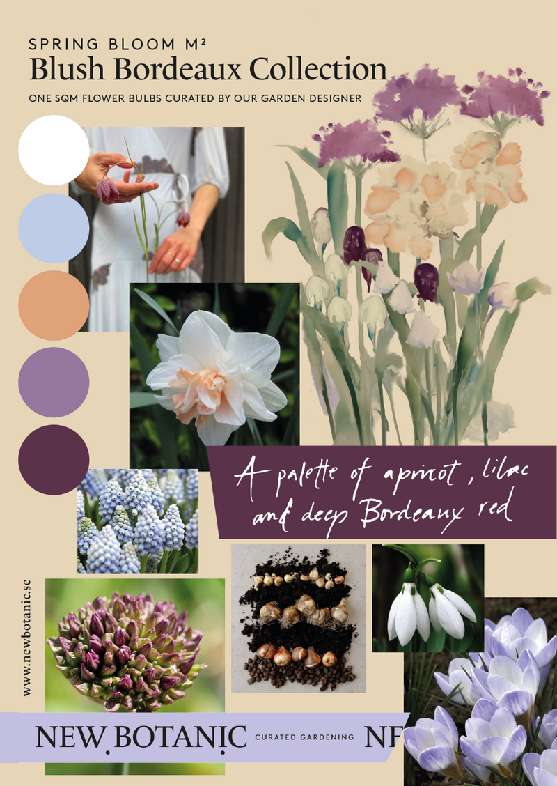 Blush Bordeaux Collection - designad perenn rådjurssäker blomsterlöksrabatt