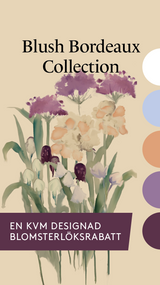 Blush Bordeaux Collection - designad perenn rådjurssäker blomsterlöksrabatt