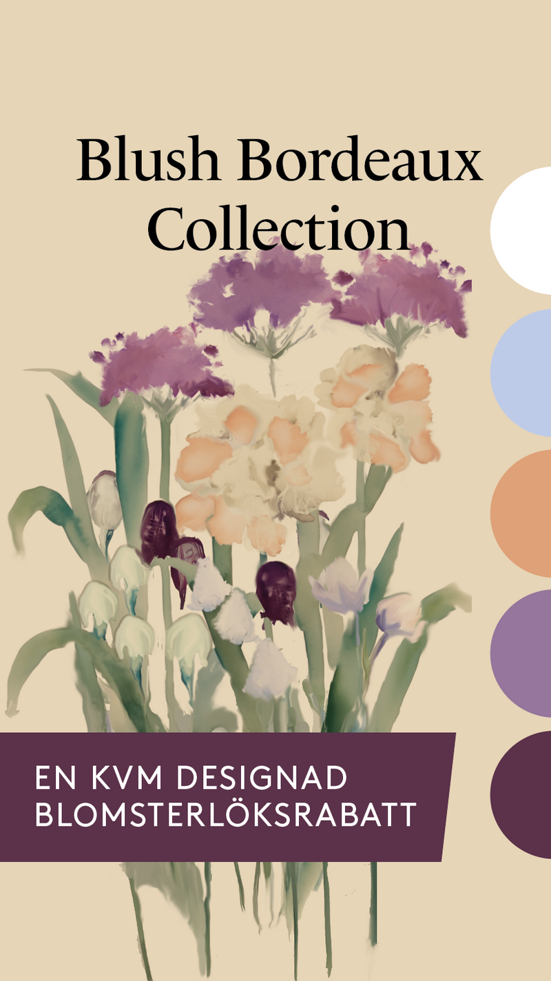 Blush Bordeaux Collection - designad perenn rådjurssäker blomsterlöksrabatt