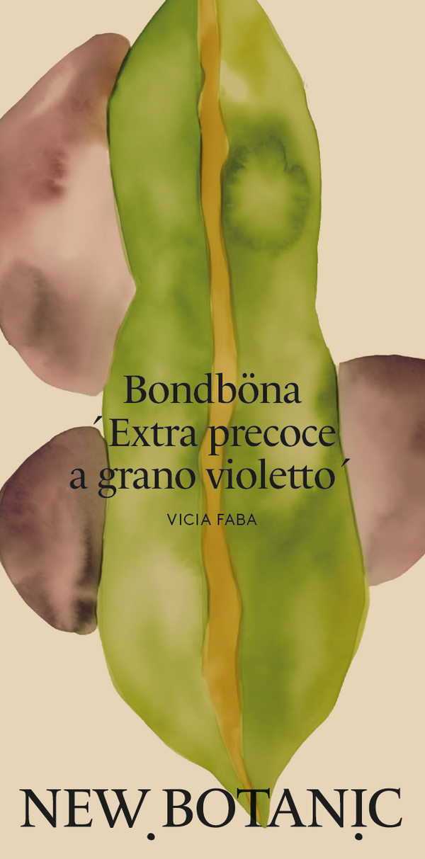 Bondböna 'Extra precoce a grano violetto' - Nyhet!