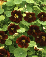 Buskkrasse 'Black Velvet' - Nyhet!