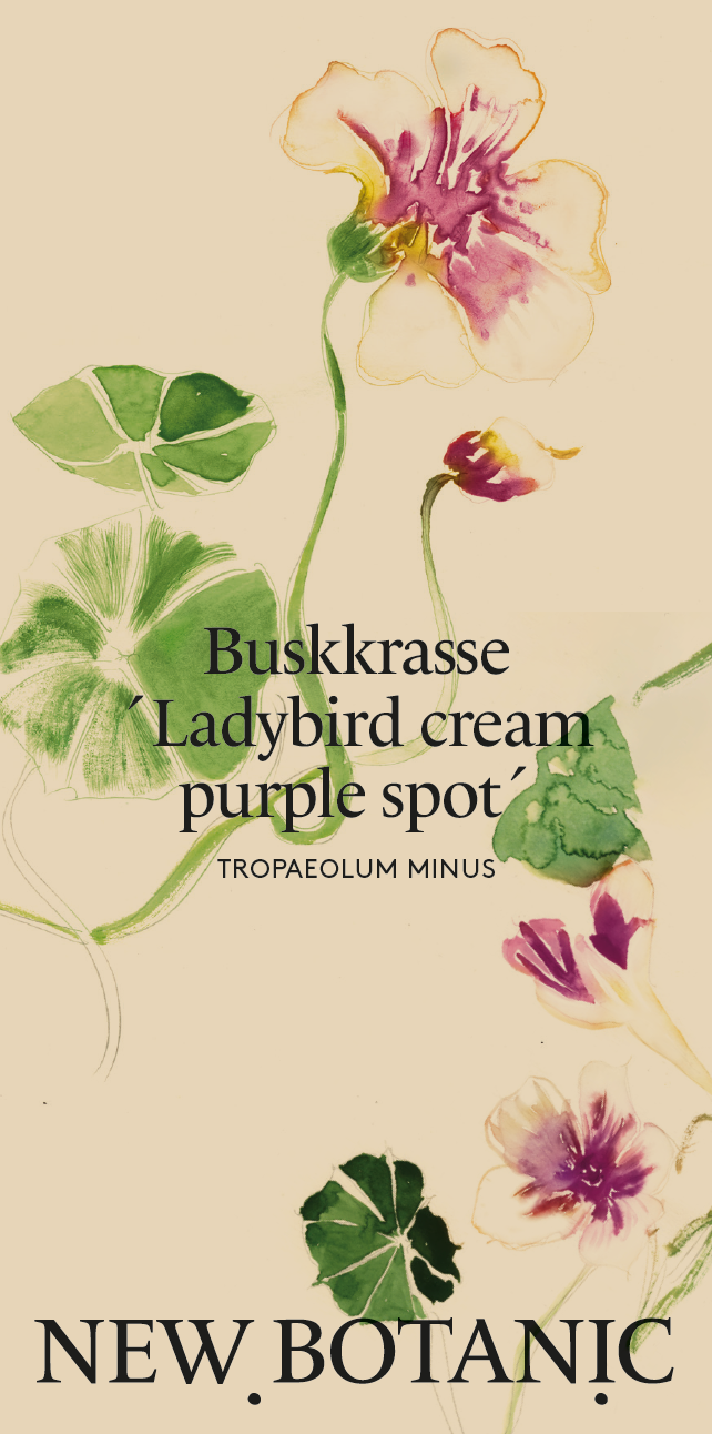 Buskkrasse ´Ladybird cream purple spot - Nyhet!