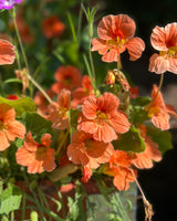 Buskkrasse 'Salmon Baby'